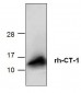 CT-1 Antibody